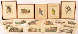 18 Color Lithographs of  Birds and Mammals.