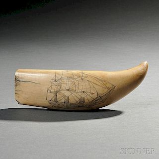 Large Scrimshaw Whale's Tooth