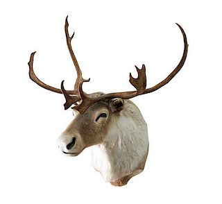 A Taxidermy Caribou Mount Width 34 inches x length (from wall) 36 inches