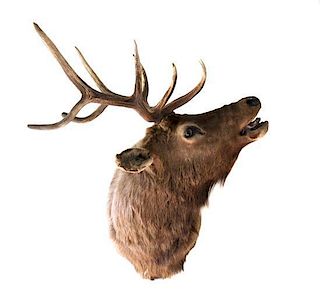 A Taxidermy Ten Point Elk Mount Width 39 x length (from wall) 27 inches