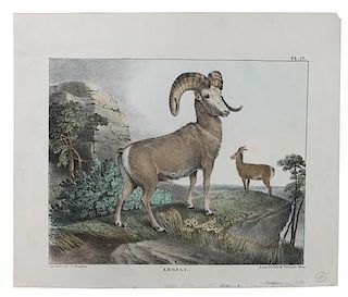 Eight Hand Colored Animal Engravings Height 10 1/2 x width 13 1/4 inches (largest)