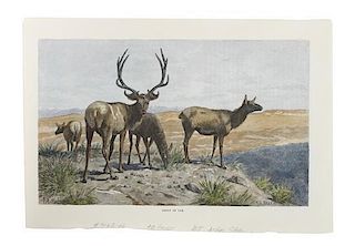 Eight Hand Colored Animal Prints Height 7 1/2 x width 10 3/4 inches (largest)