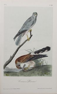 After Audubon, John James Height 10 3/8 x width 6 5/8 inches (sheet)