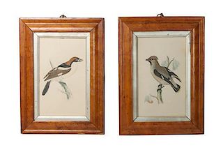Five Handcolored Engravings of Birds Height 10 x width 8 inches (largest)