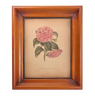 Three Botanical Engravings Height 13 1/2 x width 10 1/2 inches (sight)