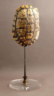 Unusual Turtle Shell Table Lamp, 20th c., the ligh