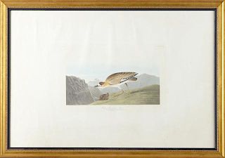 John James Audubon (1785-1851), "Rocky Mountain Pl