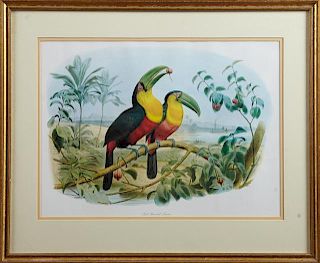 John Gould, "Red Breasted Toucan," 20th c., print,