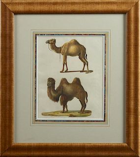 German School, "Camels," c. 1900, colored Natural