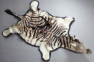 Zebra Skin, early 20th c., with head, H.- 88 in.,