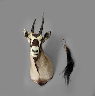 Large Taxidermied Antelope Mount, one antler detac
