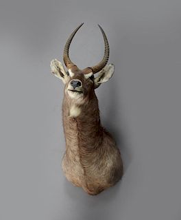 Large Taxidermied Mount of an Eyland, H.- 32 in.,W