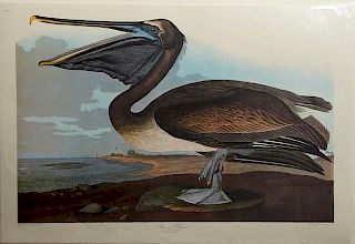 John James Audubon (1785-1851), "Brown Pelican," N