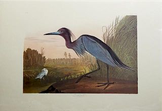 John James Audubon (1785-1851), "Blue Crane or Her