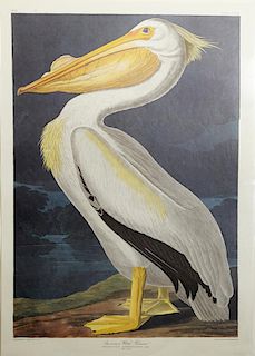 John James Audubon (1785-1851), "American White Pe