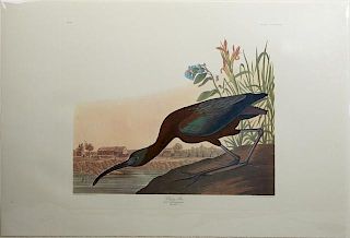 John James Audubon (1785-1851), "Glossy Ibis," No.