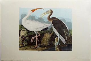 John James Audubon (1785-1851), "White Ibis," No.