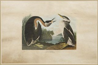 John James Audubon (1785-1851), "Red-Necked Grebe,