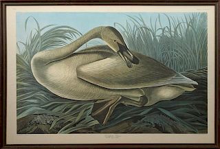 John James Audubon (1785-1851), "Trumpeter Swan,"