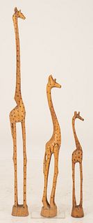 Family Group of Three African Giraffes