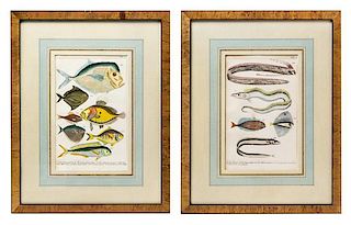 A Set of Four German Hand Colored Engravings of Fish, 19TH CENTURY,
