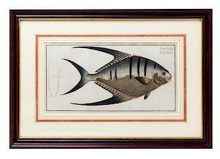 Four German Handcolored Fish Engravings 7 3/4 x 14 inches.