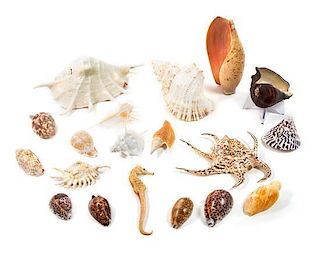 A Collection of Nineteen Seashells Width of widest 6 inches.