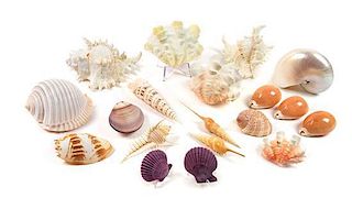 A Collection of Nineteen Seashells Width of widest 4 inches.