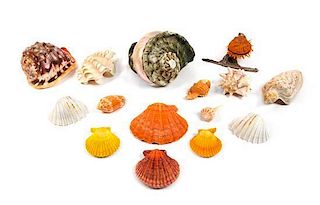 A Collection of Fifteen Seashells Width of widest 4 inches.
