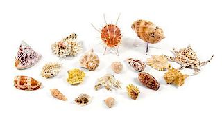 A Collection of Nineteen Seashells
