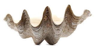 A Large Clam Shell Height 12 x length 28 inches.