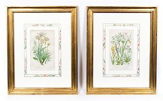 * Four Hand Colored Botanical Engravings Last 14 x 15 inches (in frame).