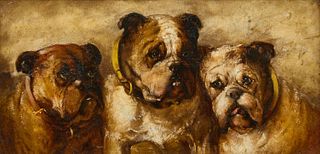 Portrait of Three Bulldogs