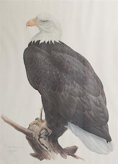 James Fenwick Lansdowne, (Canadian, b. 1937), American Bald Eagle