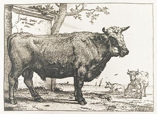 Paulus Potter - The Bull