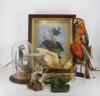 Victorian Taxidermy Birds