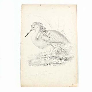 John Gould (Br., 1804-1881),Squacco Heron. Ardea Comata, Pallas 