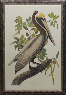 John James Audubon (Haitian/American, 1785-1851), "Brown Pelican, Pelecanus Fuscus, Male Adult," 20th c., offset lithograph, No. 51, Plate CCLI, prese