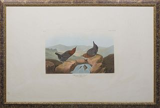 John James Audubon (Haitian/American, 1785-1851), "American Water Ouzel, Cinclus Americanus," c. 1827, Havell edition, No. 74, Plate CCCLXX, presented