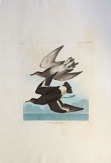 John James Audubon (Haitian/American, 1785-1851), "Townsend's Sandpiper," 1838, aquatint engraving with original hand coloring, No. 86, Plate CCCCXXVI