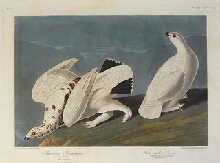 John James Audubon (Haitian/American, 1785-1851), "American Plarmigan and White-Tailed Grous," 1838, hand-colored plate, No. 84, Plate CCCCXVIII, Have