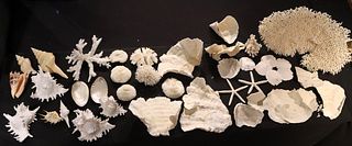 Large Group of Natural Sea Coral