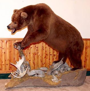 ALASKAN BROWN BEAR FULL BODY TROPHY MOUNT