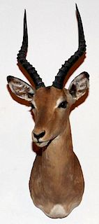 AFRICAN SOUTHERN IMPALA TROPHY MOUNT