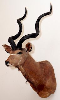 AFRICAN GREATER SOUTHERN KUDU TROPHY MOUNT