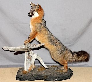 FOX FULL BODY TROPHY MOUNT