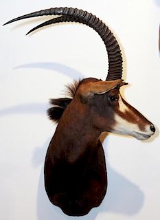 AFRICAN SABLE ANTELOPE TROPHY MOUNT