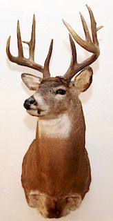NORTHEASTERN WHITE TAILED DEER TROPHY MOUNT