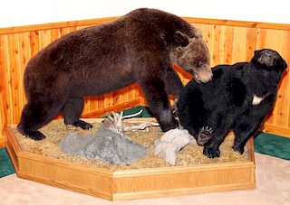 AMERICAN BLACK BEAR & GRIZZLY BEAR FULL BODY MOUNTS