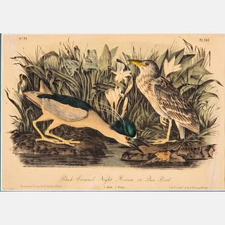 After John James Audubon (1785-1851)Black-Crowned Night Heron or Qua Bird